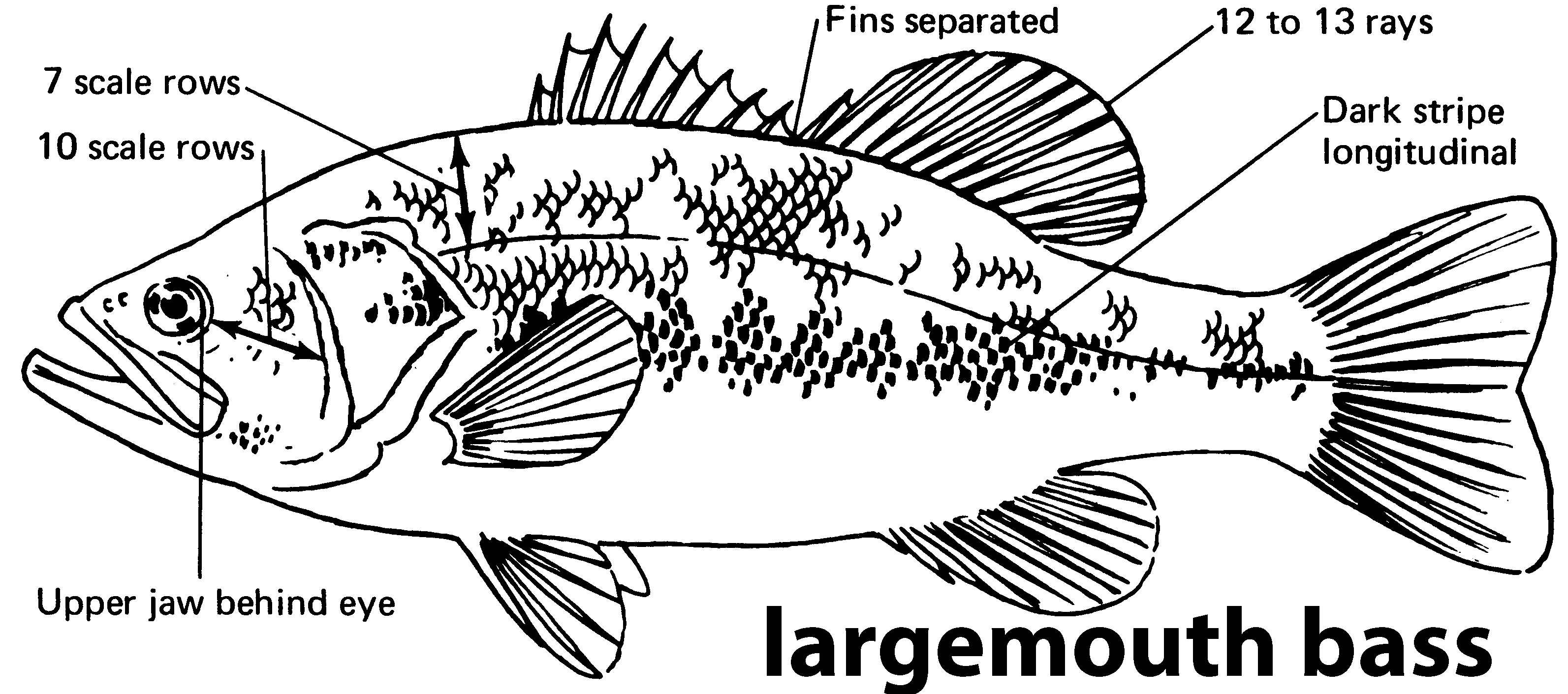 characteristics of a largemouth bass